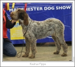 Filename=R-Pippa.jpg
Filesize=219KiB
Dimensions=871x783
Date added=Feb 23, 2013 R-Pippa.jpg