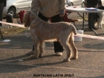 Filename=M-LatinSpirit.jpg
Filesize=104KiB
Dimensions=700x528
Date added=Feb 23, 2013 M-LatinSpirit.jpg