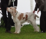 Filename=R-Merlino.jpg
Filesize=285KiB
Dimensions=700x600
Date added=Feb 23, 2013 R-Merlino.jpg