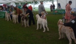 Filename=Dog Challenge.JPG
Filesize=299KiB
Dimensions=700x411
Date added=Feb 23, 2013 Dog Challenge.JPG