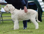 Filename=G-Amiata.jpg
Filesize=184KiB
Dimensions=700x557
Date added=May 26, 2014 G-Amiata.jpg