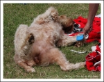 Filename=Ringside_7.jpg
Filesize=561KiB
Dimensions=1066x843
Date added=May 26, 2014 Ringside_7.jpg