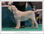 Filename=A-Amelia.jpg
Filesize=313KiB
Dimensions=962x757
Date added=May 26, 2014 A-Amelia.jpg