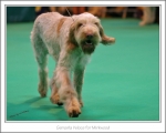 Filename=G-Veloce-2.jpg
Filesize=338KiB
Dimensions=1018x815
Date added=May 26, 2014 G-Veloce-2.jpg