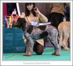 Filename=T-WickedWinnie.jpg
Filesize=410KiB
Dimensions=891x808
Date added=May 26, 2014 T-WickedWinnie.jpg