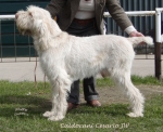 Filename=C-Cesario.jpg
Filesize=232KiB
Dimensions=700x571
Date added=May 26, 2014 C-Cesario.jpg