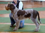 Filename=T-Ettore.jpg
Filesize=147KiB
Dimensions=900x675
Date added=May 26, 2014 T-Ettore.jpg