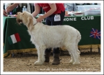 Filename=H YorkshireWarrior.jpg
Filesize=371KiB
Dimensions=1066x780
Date added=May 26, 2014 H YorkshireWarrior.jpg