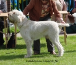 Filename=C-Cesario.jpg
Filesize=243KiB
Dimensions=700x598
Date added=May 26, 2014 C-Cesario.jpg