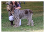 Filename=I Karaffina.jpg
Filesize=506KiB
Dimensions=1066x780
Date added=May 26, 2014 I Karaffina.jpg
