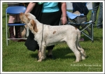 Filename=R-Dangermouse.jpg
Filesize=561KiB
Dimensions=1196x850
Date added=May 26, 2014 R-Dangermouse.jpg