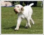 Filename=S-Beccaccino.jpg
Filesize=487KiB
Dimensions=1067x850
Date added=May 26, 2014 S-Beccaccino.jpg