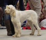 Filename=S-Quaglia.jpg
Filesize=907KiB
Dimensions=2424x2144
Date added=May 26, 2014 S-Quaglia.jpg