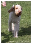 Filename=H KirRoyale-2.jpg
Filesize=431KiB
Dimensions=780x1066
Date added=May 26, 2014 H KirRoyale-2.jpg