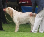 Filename=G-Veloce.jpg
Filesize=208KiB
Dimensions=800x677
Date added=May 27, 2014 G-Veloce.jpg