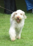 Filename=H-YorkshireWarrior.jpg
Filesize=350KiB
Dimensions=800x1111
Date added=May 27, 2014 H-YorkshireWarrior.jpg