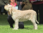 Filename=R-Casemira.jpg
Filesize=215KiB
Dimensions=800x624
Date added=May 27, 2014 R-Casemira.jpg