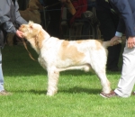 S-Legno.jpg