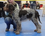 Filename=T-Ettore.jpg
Filesize=121KiB
Dimensions=900x721
Date added=May 27, 2014 T-Ettore.jpg
