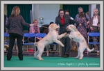 Nom du fichier=BestPuppies-1.jpg
Taille du fichier=148Ko
Dimensions : 1090x748
Ajouté le : 27 Mai 2014 BestPuppies-1.jpg