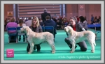 Nom du fichier=BestPuppies-2.jpg
Taille du fichier=157Ko
Dimensions : 1090x675
Ajouté le : 27 Mai 2014 BestPuppies-2.jpg