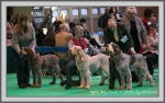 Filename=OpenDog-2.jpg
Filesize=191KiB
Dimensions=1090x685
Date added=May 27, 2014 OpenDog-2.jpg