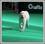 Filename=R Carisma-2.jpg
Filesize=179KiB
Dimensions=1090x1069
Date added=May 27, 2014 R Carisma-2.jpg