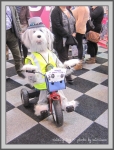 TalkingDog.jpg