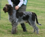 Filename=T-Ettore.JPG
Filesize=223KiB
Dimensions=800x668
Date added=Aug 09, 2017 T-Ettore.JPG