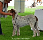 Filename=M-HecticHerbert.jpg
Filesize=146KiB
Dimensions=800x751
Date added=Aug 09, 2017 M-HecticHerbert.jpg