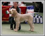 Filename=A Adrianna.jpg
Filesize=216KiB
Dimensions=1090x881
Date added=May 27, 2014 A Adrianna.jpg