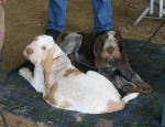 Nom du fichier=Puppies_7.jpg
Taille du fichier=233Ko
Dimensions : 800x614
Ajouté le : 09 Août 2017 Puppies_7.jpg