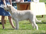 Filename=G-Brentoni.jpg
Filesize=250KiB
Dimensions=800x590
Date added=Aug 09, 2017 G-Brentoni.jpg