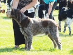 Willy-WonkaAtPenllech.jpg