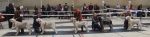 Filename=DogLineup.jpg
Filesize=822KiB
Dimensions=3648x912
Date added=Aug 09, 2017 DogLineup.jpg