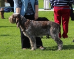 Filename=Willy-WonkaAtPenllech.jpg
Filesize=297KiB
Dimensions=800x643
Date added=Aug 09, 2017 Willy-WonkaAtPenllech.jpg