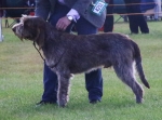 Filename=I-Gennaro.jpg
Filesize=219KiB
Dimensions=800x594
Date added=Aug 09, 2017 I-Gennaro.jpg