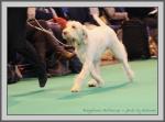 Filename=R_Buttercup.jpg
Filesize=151KiB
Dimensions=990x733
Date added=Aug 09, 2017 R_Buttercup.jpg
