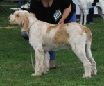 Filename=G-Giovana.jpg
Filesize=234KiB
Dimensions=800x665
Date added=Aug 09, 2017 G-Giovana.jpg