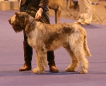Filename=BrunoSpinone-DelMucrone.jpg
Filesize=152KiB
Dimensions=800x652
Date added=Aug 10, 2017 BrunoSpinone-DelMucrone.jpg