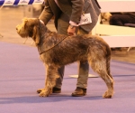 Filename=I-Gennaro.jpg
Filesize=162KiB
Dimensions=800x668
Date added=Aug 10, 2017 I-Gennaro.jpg