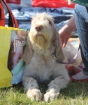 Filename=Nicky_pup.jpg
Filesize=339KiB
Dimensions=800x951
Date added=Aug 10, 2017 Nicky_pup.jpg
