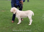 Filename=Bauscia-DiCavojasca.jpg
Filesize=186KiB
Dimensions=900x675
Date added=Aug 10, 2017 Bauscia-DiCavojasca.jpg