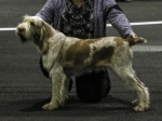 Filename=A-PawsForApplause.jpg
Filesize=146KiB
Dimensions=800x599
Date added=Aug 10, 2017 A-PawsForApplause.jpg