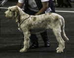 Filename=G-Dolcissimo.jpg
Filesize=156KiB
Dimensions=800x627
Date added=Aug 10, 2017 G-Dolcissimo.jpg