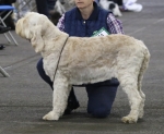 Filename=G-Amiata.jpg
Filesize=178KiB
Dimensions=800x660
Date added=Aug 10, 2017 G-Amiata.jpg