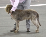 Filename=I-Gennaro.jpg
Filesize=152KiB
Dimensions=800x660
Date added=Aug 10, 2017 I-Gennaro.jpg