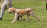 A-PawsForApplause-4.jpg