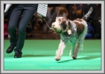 Filename=G_CracklinRosie_6.jpg
Filesize=188KiB
Dimensions=1190x844
Date added=Aug 11, 2017 G_CracklinRosie_6.jpg