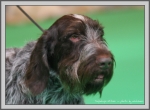 Filename=T_Ettore_3.jpg
Filesize=209KiB
Dimensions=1190x878
Date added=Aug 11, 2017 T_Ettore_3.jpg